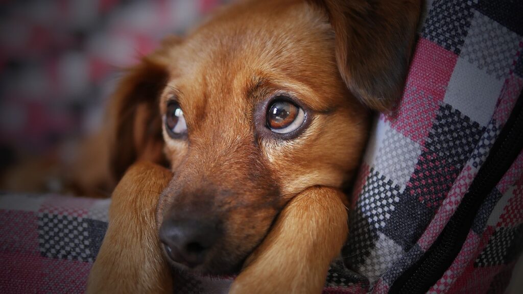 dog, cute, animal, pet, puppy, looking, doggy, sad, eyes, adorable, beauty, nature, brown, softness, tender, brown dog, brown animals, brown beauty, brown eye, brown puppy, brown pets