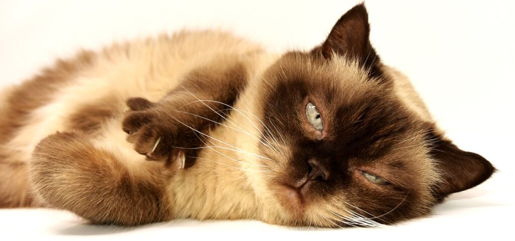 cat, domestic animal, puss, pet, shorthair, domestic cat, british shorthair cat, thoroughbred, wildlife, breed cat, bkh, nature, cute, animal, fur, portrait
